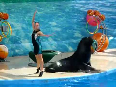 sea lion dancing tango