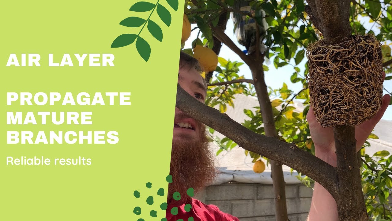 How to transplant my 7 lemon tree air layers - multiply your plants infinitely