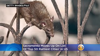 Sacramento Moves Up On List Of 'Top 50 Rattiest Cities' In US