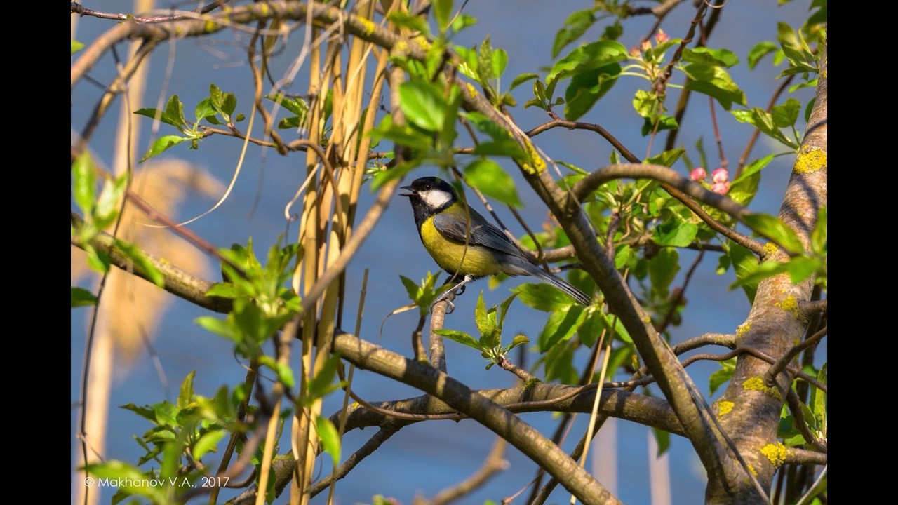Камчатка, 8 Марта. С Праздником, милые дамы! #камчатка #kamchatka #8марта