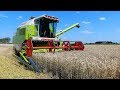 Tarwe oogst bij Mts.V.d.Molen met Claas dominator 98 S in Uithuizermeeden.