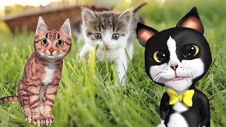 learn about cats noodle kidz cute cat educational video