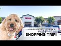 Puppy Goes Shopping for the First Time! // Mini Goldendoodle // Puppy Vlog // 11 Months