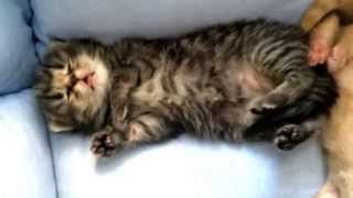 Спят котята Шотландские вислоухие в 2 недели от кошки Скоттиш Страйт и папа Скоттиш Фолд Спят котята Шотландские вислоухие в 2 недели от кошки Скоттиш Страйт и папа Скоттиш Фолд