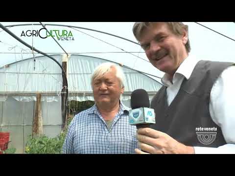 AGRICULTURA VENETA | 07/05/2022 13:04