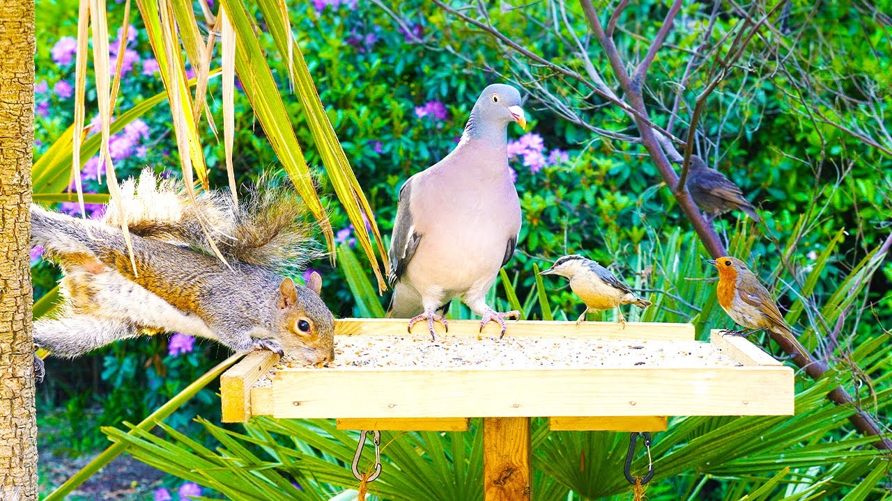 Игры для кошек 🕊️ Летние птицы и белки слетаются на птичий стол 🐿️ Для кошек видео 4K HDR