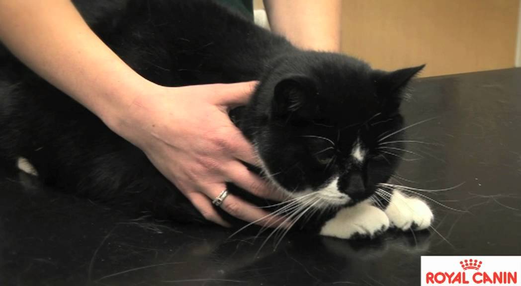 Neutering cats - YouTube