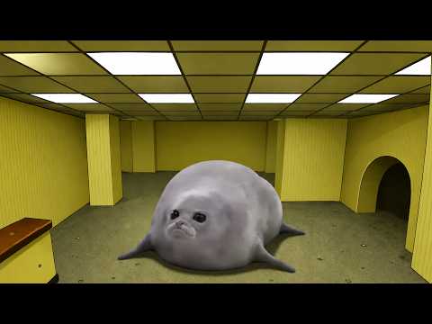 Bouncing Seals In The Backrooms (Compilation)