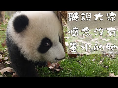 《熊貓早晚安》聽說大家懷念沒有墨水的牠 iPanda
