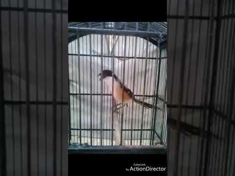 Kicau Cendet Juara 1 Nasional Kicau Cendet Juara 1 Nasional