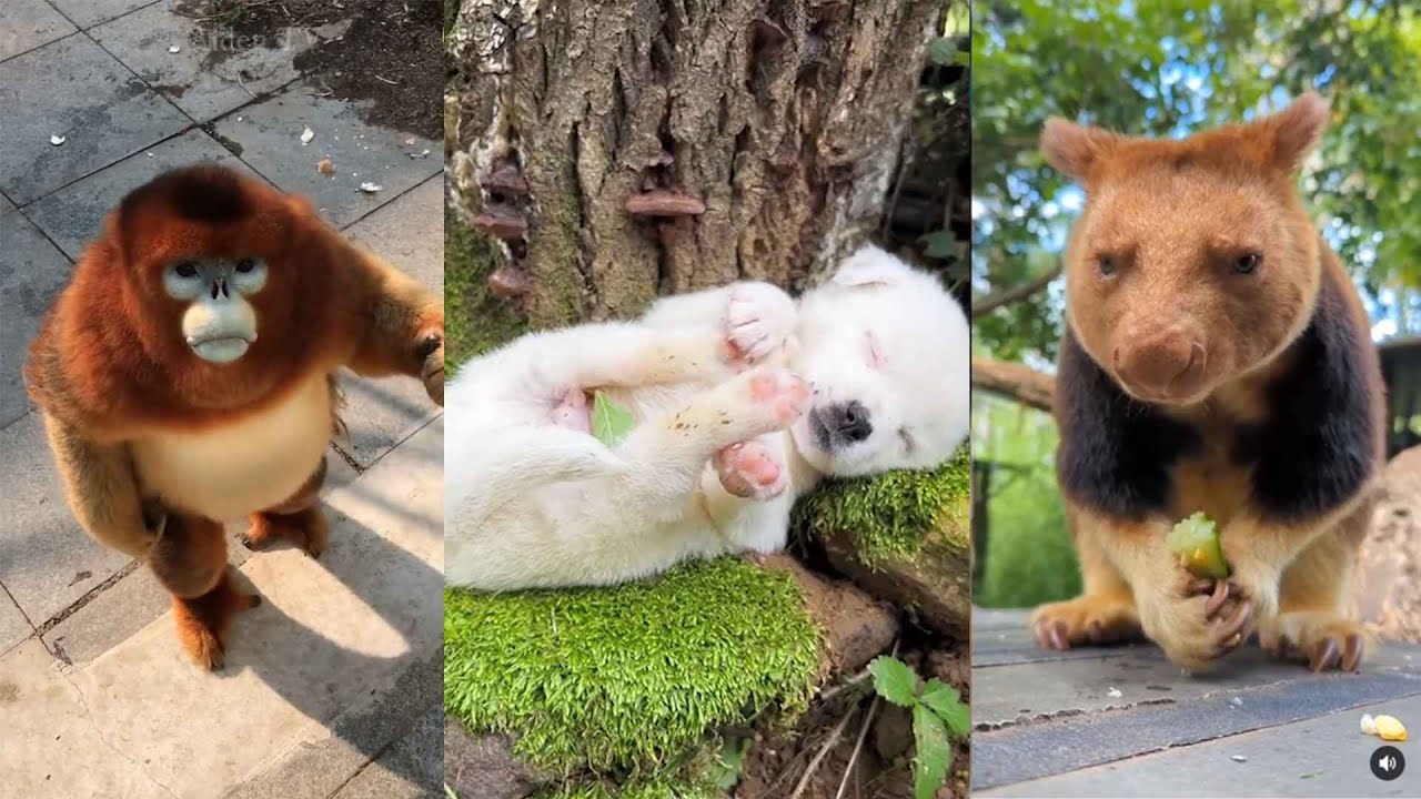 Cute Animals Compilation - YouTube