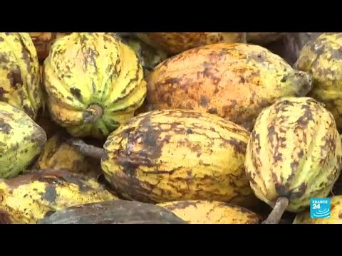 Vidéo: Combien De Cacao Est Stocké