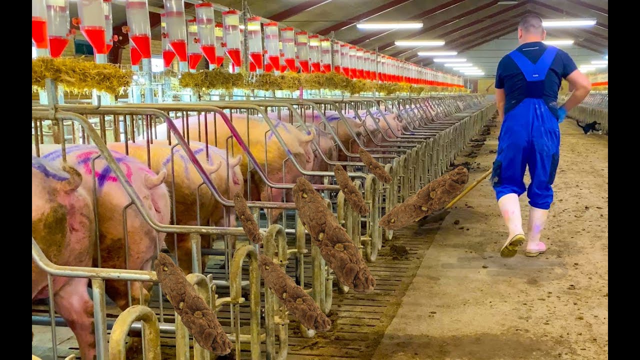 Inside the World’s Largest Pig Farm