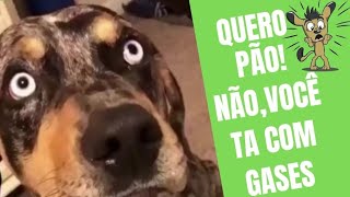 Bituca não vai comer pão e pronto! | Mãe de Pet | Cachorros Fofos #shorts Resimi