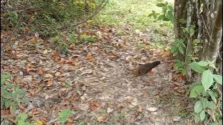 pikat ayam hutan betina 31.12.2022 tapau yang pertama