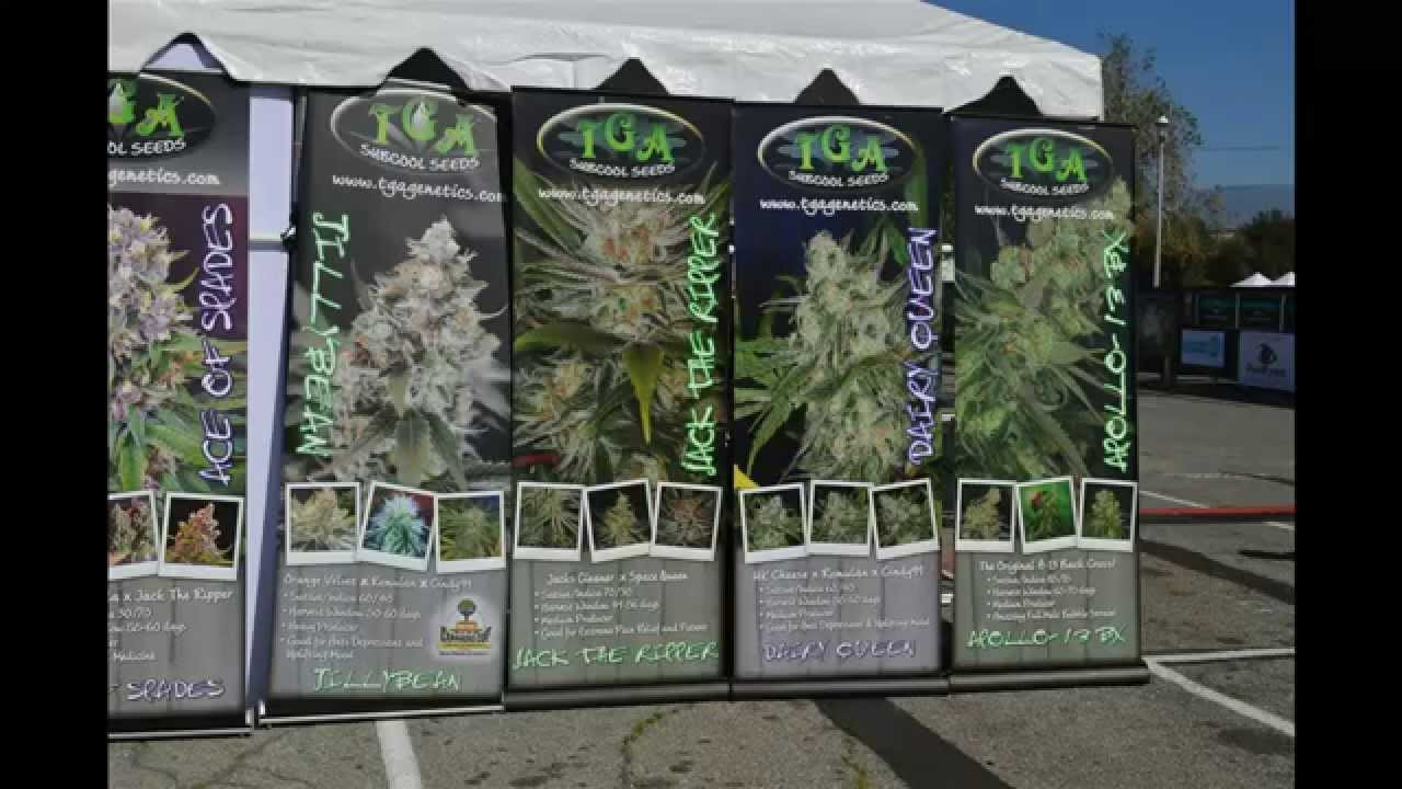 1000 Watts Magazine Presents High Times Medical Cannabis Cup LA 2015 2