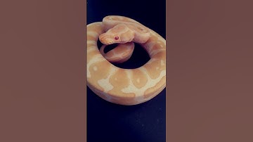 Beautiful Albino Ball Python #shorts #Snake #python
