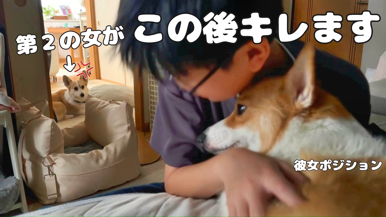 □姉御さま専用愛犬ミツバチコーギーちゃんストラップオーダー確認用ページ□ペット Now she's starting to try and steal my brother💦 - YouTube