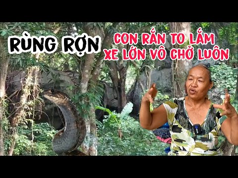 Video Ớn lạnh rắn khổng lồ bị giựt mìn mới chết nghe mà rợn... - youtube
