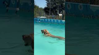 7 month old Labrador puppy Rudi is so confident at her swimming 🐾💦💕🇬🇧