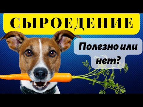 Сыроедение.   Все о кормлении собаки. Полезна ли сырая еда? Важно!