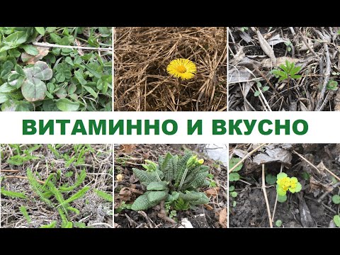 Видео: Съедобен ли южный кервель?