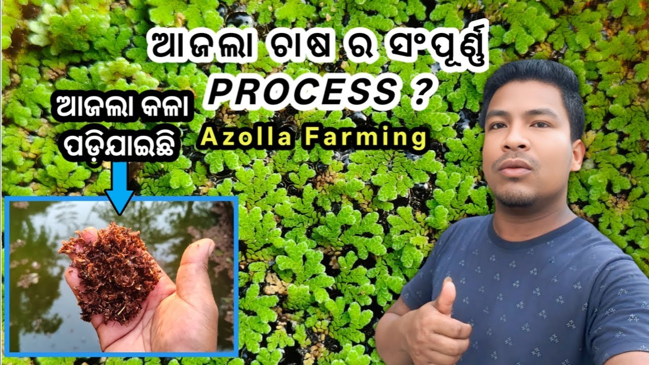 Azolla Farming Full Process? ଆଜଲା ଚାଷ ସଂପୂର୍ଣ୍ଣ ବିବରଣୀ....? - YouTube