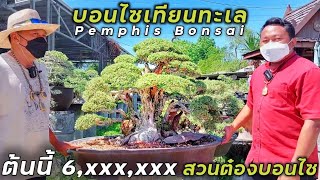 สุดยอดบอนไซเทียนทะเล สวนต๋องบอนไซ นักสร้างบอนไซมือหนึ่งประเทศไทย The King of Bonsai Pemphis Bonsai
