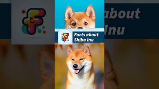Fun facts about Shiba Inu #shibainu #dog