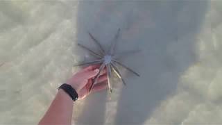 Florida Beach Shelling Sanibel Island Best Things To Do