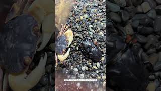 Đại chiến tấu hài giữa cua đồng và bọ kìm #nature #cuadaichien