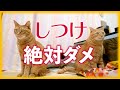 猫をしつけてはいけません