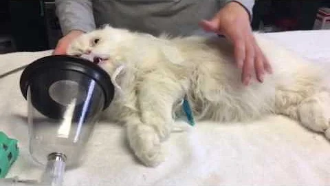Watch the video about Extra precautions in a purebred Persian cat neuter.
