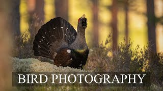 MOVED THE HIDE AND IT PAID OFF! || Capercaillie Part 2 || Bird photography, Nikon Z8