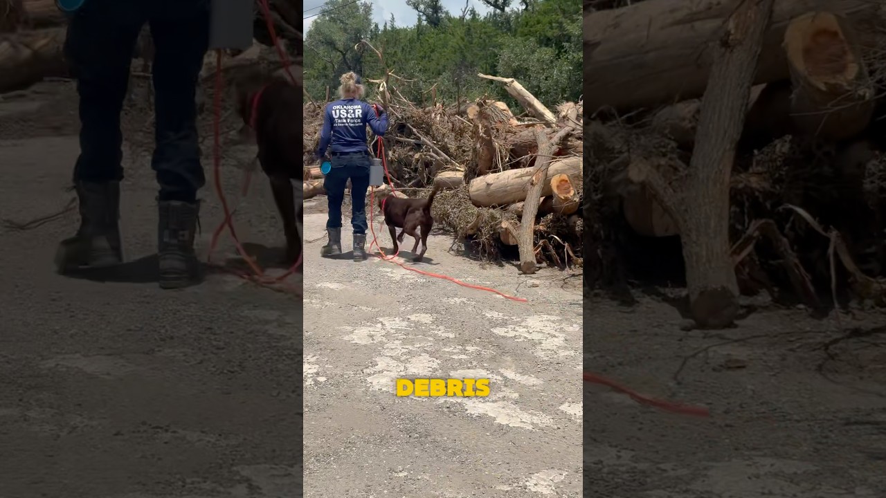 Cadaver Dogs Look for the Missing in Debris Piles…