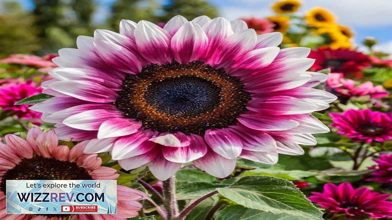 50 Strawberry Blonde Hybrid Sunflower Seeds Non GMO Heirloom Variety eBay