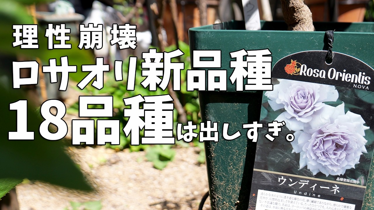 Bad News] 18 New Rosaori Varieties for Spring 2026 is Too Many