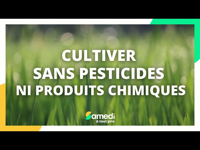 Ce geste discret sous les arbustes booste leur floraison sans engrais chimique