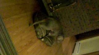 CIMG2515.AVI
