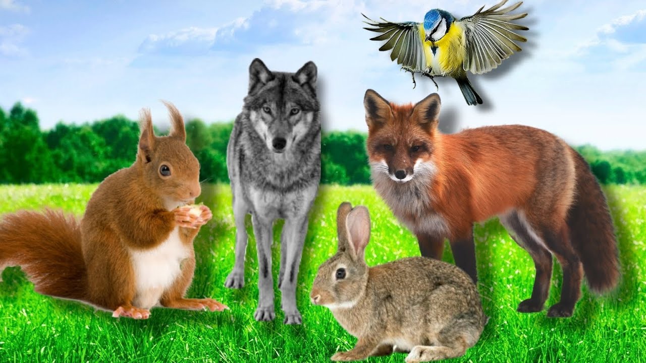 Animal sounds 5: hare, fox, wolf, bear...