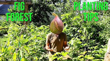 Planting Fig Trees | AVOID Make these MISTAKES