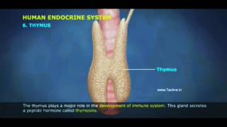 Thymus Gland - Glandulae Thymi - Тимус - Timus(Çəngələbənzər Vəzi) - Timus Bezi