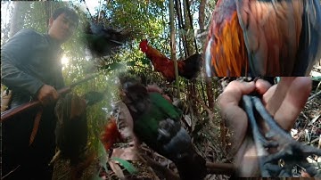 Yos hav zoov dib qaib qus tuaj zoo heev