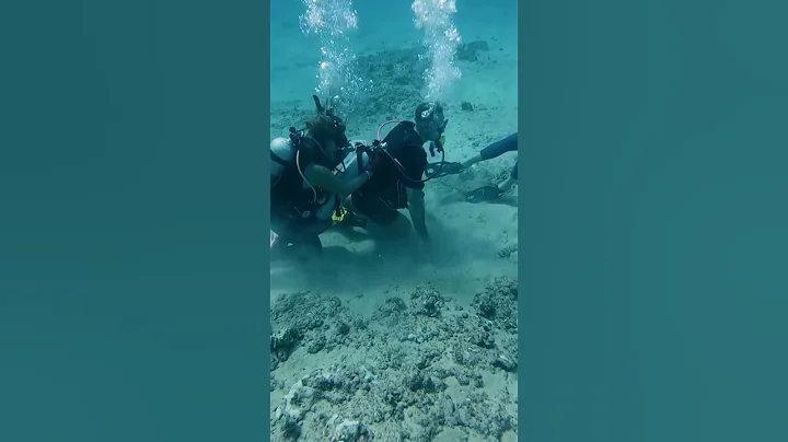 This is why I’m not fond of scuba divers #shorts - DayDayNews