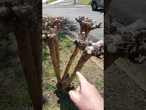 Video: Pruning Crepe Myrtle Trees - Havearbejde Know How