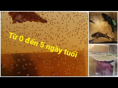 Video Cách ép cá Betta: nuôi cá từ 0 đến 5 ngày tuổi (Phần 2) - youtube