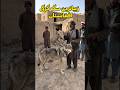 زیباترین سگ گرگی افغانستان 