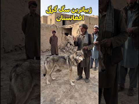 زیباترین سگ گرگی افغانستان 