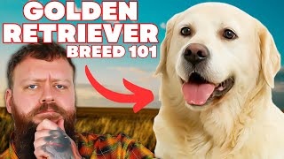 Is The Golden Retriever The Best Dog Breed In The World?! by Will Atherton Canine Show 3,668 views 9 months ago 7 minutes, 28 seconds