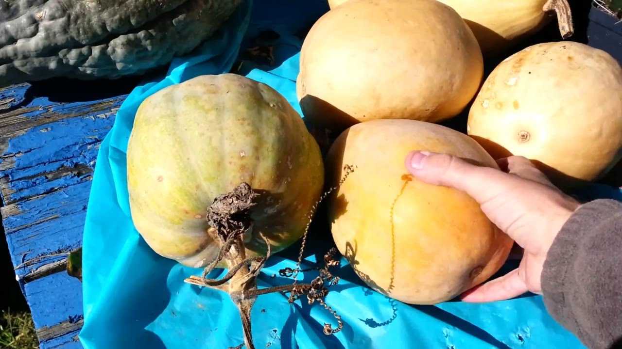 Cherokee Pumpkin Update First Year Growing / First Harvest, Oct. 2015